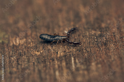 Details of a pseudoscorpion on a brown wood.