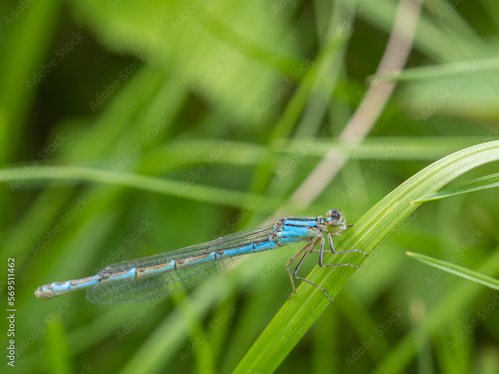 Macro photography, dragonfly sits on a plant, branch in nature, summer time Macro photography, dragonfly sits on a plant, branch in nature, summer time
