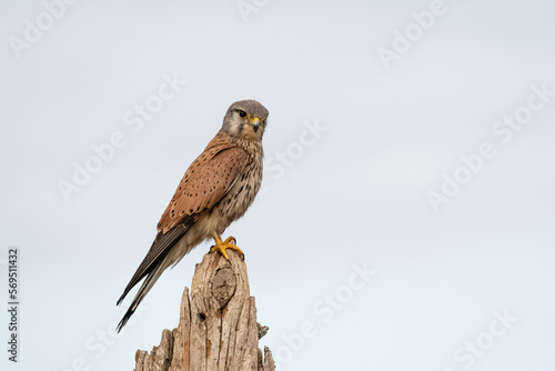 portrait of a common kestrel (Falco tinnunculus) perched on a trunk