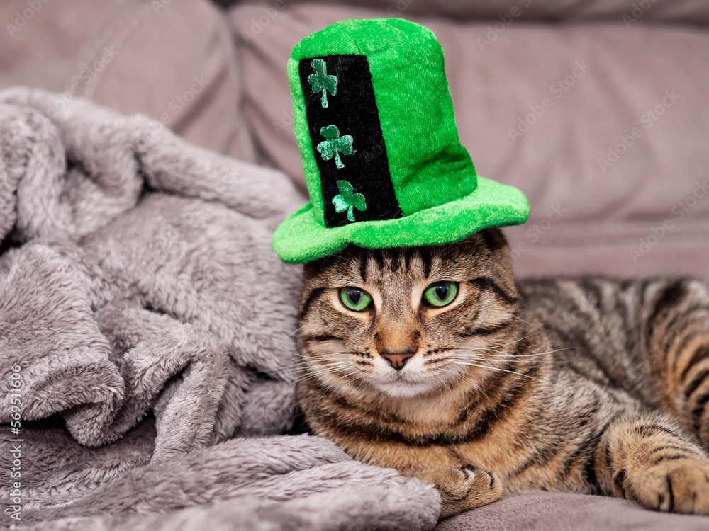 Cute tubby cat with green color eyes and hat with Irish shamrock lying on a  suede couch. Celebration of Saint Patrick day in Ireland. Home pet with  tiger style fur. Stock Photo