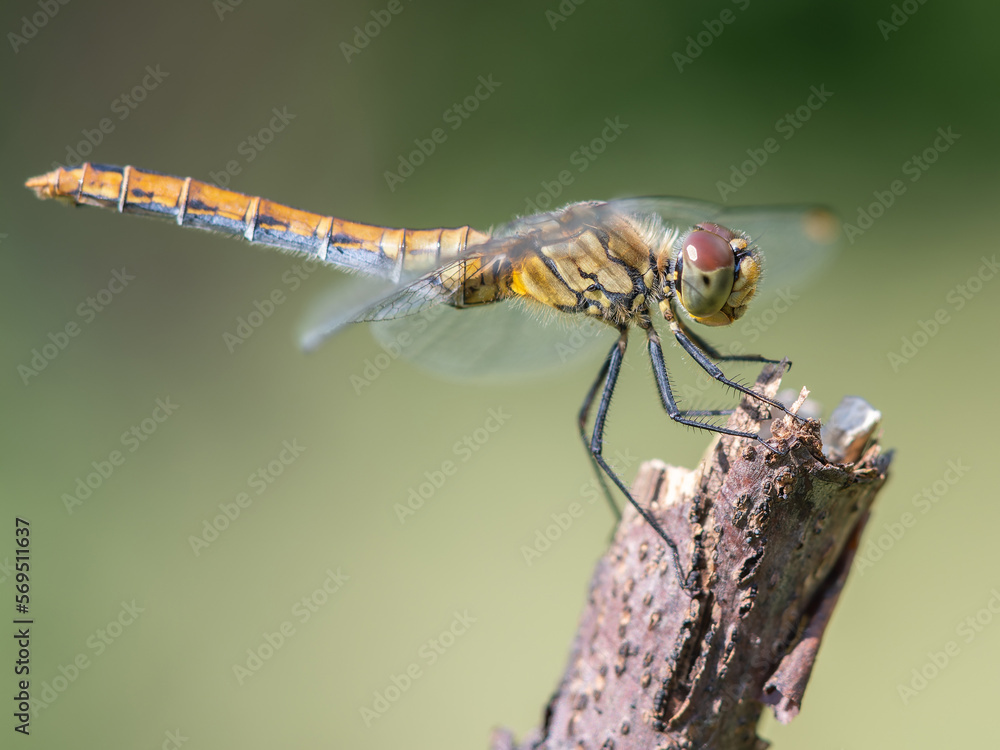 Macro photography, dragonfly sits on a plant, branch in nature, summer time Macro photography, dragonfly sits on a plant, branch in nature, summer time