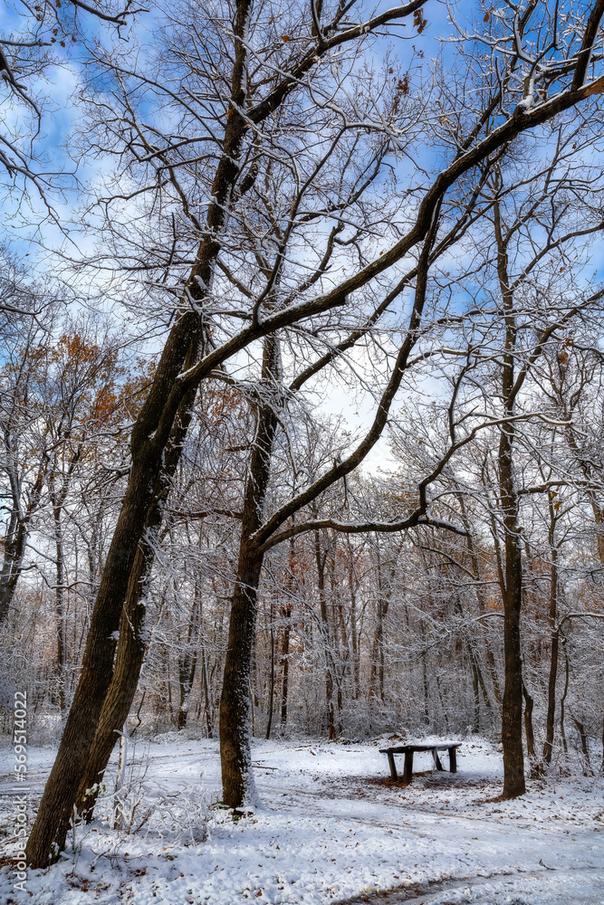Fototapeta premium Winter day in Codrii Moldovei
