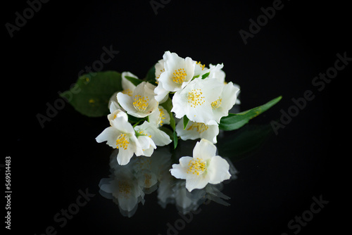 Branch of blooming fragrant white jasmine flowers