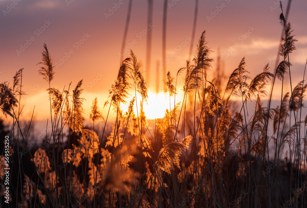 reed plants in sunset light