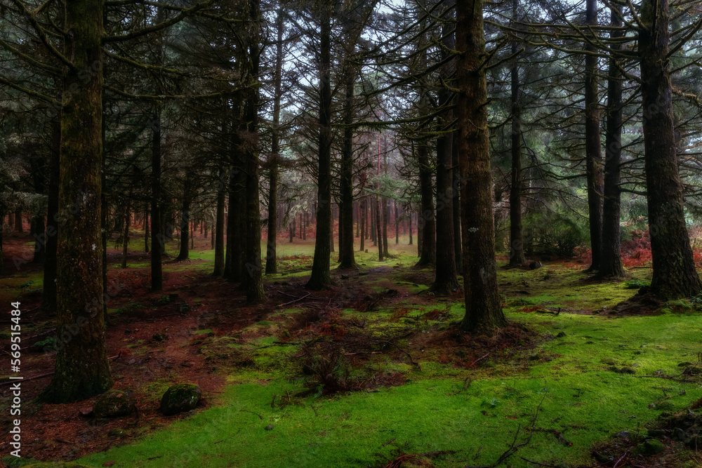 Naklejka premium Madeira rainy forest view