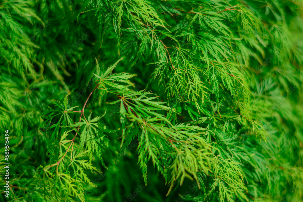 close up of green dill close up of green dill