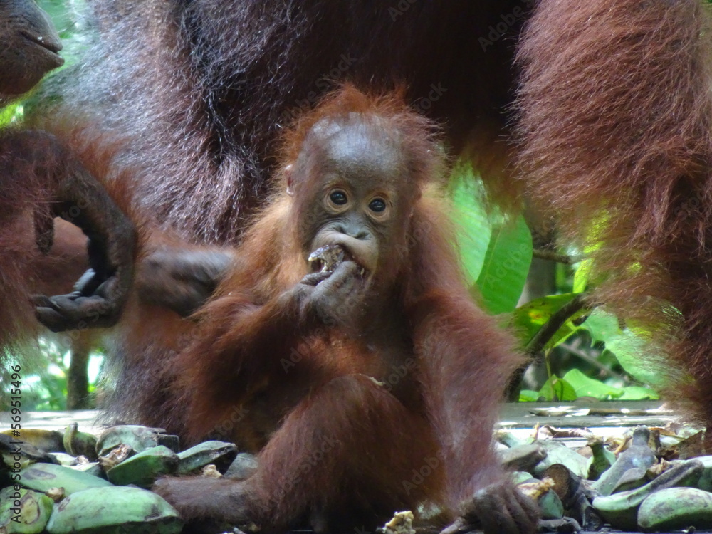 Naklejka premium Tanjung Puting, Borneo, Indonesia