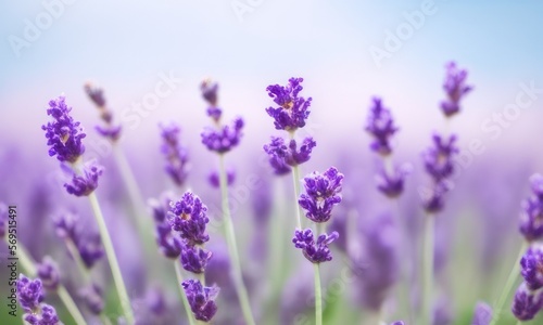 lavender field in region  created with Generative AI photo