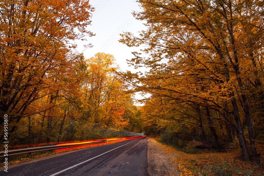 road in the autumn forest