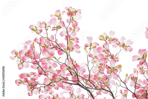 薄紅色に染まるハナミズキ, Flowering dogwood