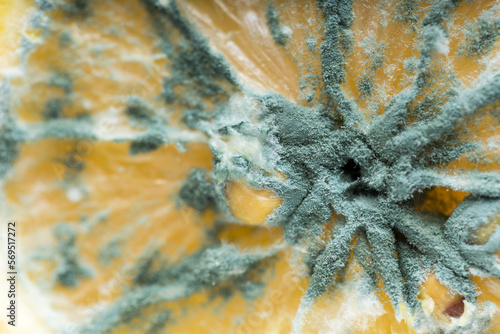 Obraz na plátně Macro close up of mildewed musty unfresh lemon cut in two parts with green mold