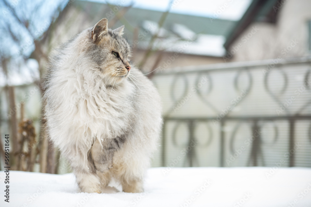 The cat is beautiful, fluffy, gray in color, walks outdoors in winter.