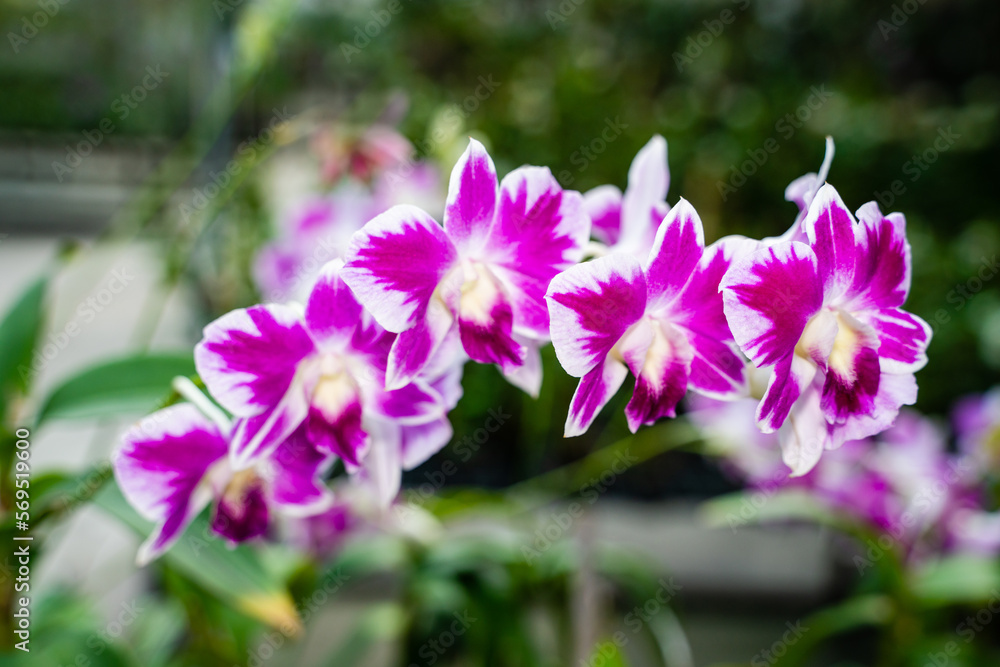 Beautiful orchid flower in the garden, close-up Rhynchostylis gigantea orchid, Thailand, soft focus.
Beautiful orchid flower in the garden, close-up Rhynchostylis gigantea orchid, Thailand, soft focus.