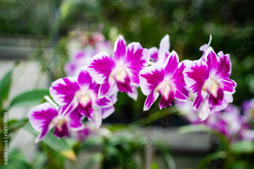 Beautiful orchid flower in the garden, close-up Rhynchostylis gigantea orchid, Thailand, soft focus.
