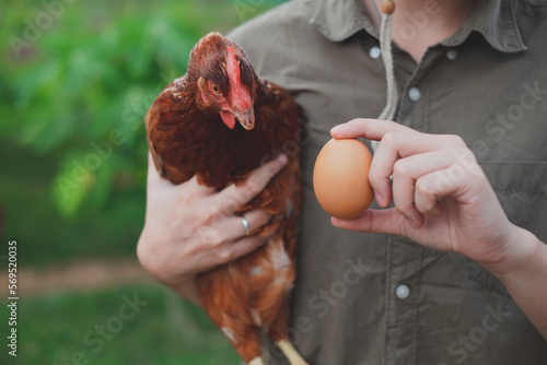 A farmer is showing a fresh egg while holding a chicken. Concept of caring farming or agriculture and Eco-friendly Food or Eco organic chicken farm, free cage. Local farm or Sustainable business.