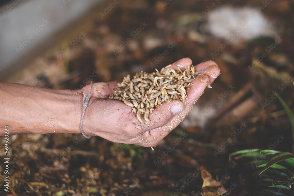 Hand holding worms or Black soldier fly larvae worms. Concept of biodegradable, decomposition, bio waste. Sustainable and eco-friendly idea. Alternative way to reduce waste. Convert recycle garbage. Hand holding worms or Black soldier fly larvae worms. Concept of biodegradable, decomposition, bio waste. Sustainable and eco-friendly idea. Alternative way to reduce waste. Convert recycle garbage.