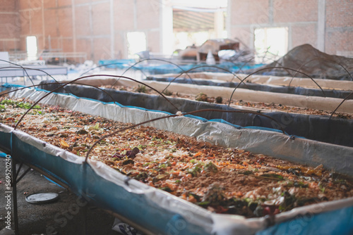 A black soldier fly larvae worm farm that decompose waste. Concept of biodegradable, decomposition or bio waste. Sustainable and eco-friendly idea. Alternative way to reduce or recycle waste.