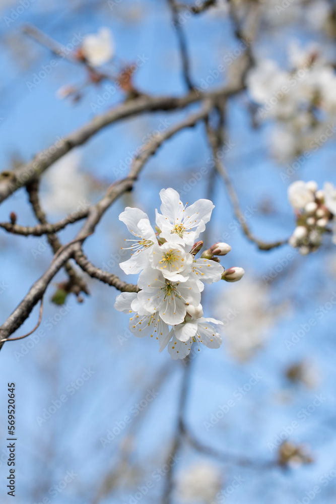 branch of cherry blossoms against the blue sky,flowering of fruit trees, spring branch of cherry blossoms against the blue sky,flowering of fruit trees, spring