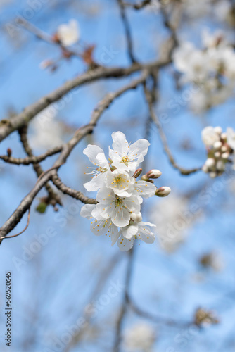 branch of cherry blossoms against the blue sky,flowering of fruit trees, spring