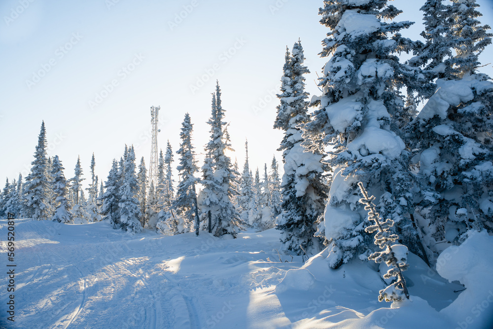 Fototapeta premium snow covered trees