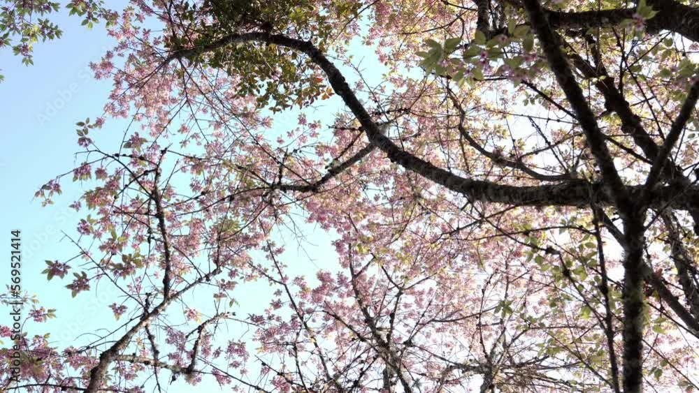Pink Leaves Sour Cherry Tree, Prunus Cerasoides, Low Angle Panning with Blue Sky Pink Leaves Sour Cherry Tree, Prunus Cerasoides, Low Angle Panning with Blue Sky