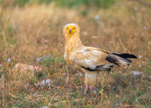 Adult Egyptian Vulture looking at the photographer photo
