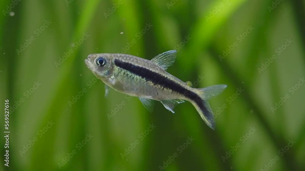 Penguin tetra (Thayeria boehlkei ) swimming in a fish tank Penguin tetra (Thayeria boehlkei ) swimming in a fish tank