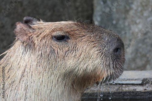 Wallpaper Mural カピバラ Torontodigital.ca