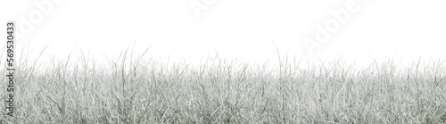 Snow grass field in nature, meadow in winter, Tropical forest isolated on transparent background - PNG file, 3D rendering illustration for create and design or etc