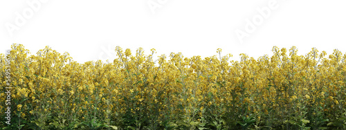 Evergreen flowers and grass field in nature,  Flowres on garden in springtime, Tropical forest isolated on transparent background - PNG file, 3D rendering illustration for create and design or etc