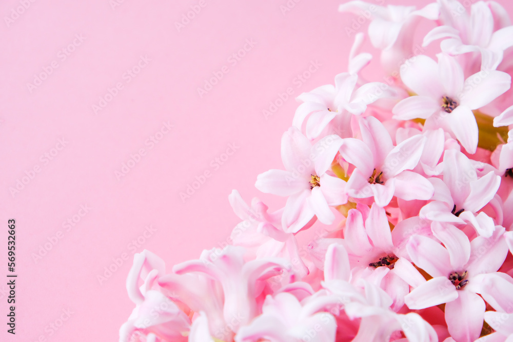 Pink delicate hyacinths on a pink monochrome background. Flat lay, top view, copy space.