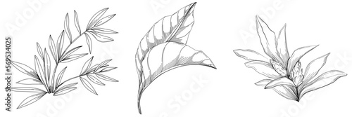 Tropical tree with leaves, black silhouettes isolated on white background. Vector