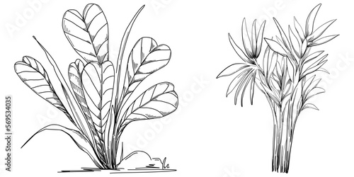 Tropical tree with leaves, black silhouettes isolated on white background. Vector