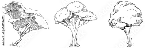 Tropical tree with leaves, black silhouettes isolated on white background. Vector