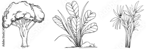 Tropical tree with leaves, black silhouettes isolated on white background. Vector