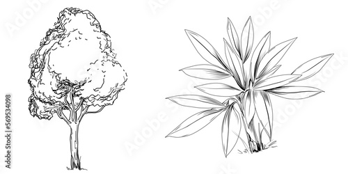 Tropical tree with leaves, black silhouettes isolated on white background. Vector