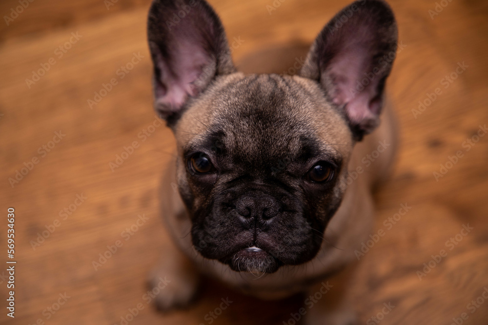 French bulldog puppy look sadly to the camera.