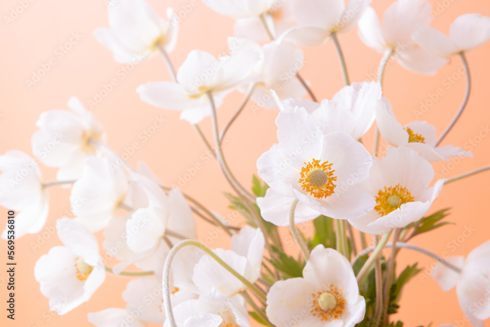 Close up white anemones flowers on colored background