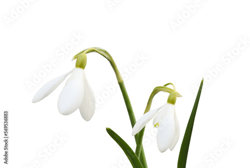 Snowdrop flowers and green leaves isolated on white or transparent background