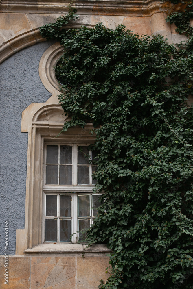 stone wall of castle with window and green ivy. Copy space right