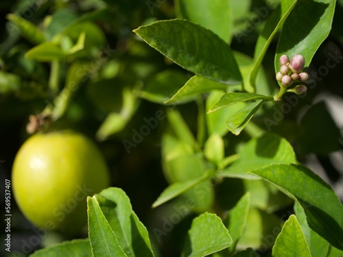 from the blossom of a lemon to a fruit of a lemon 