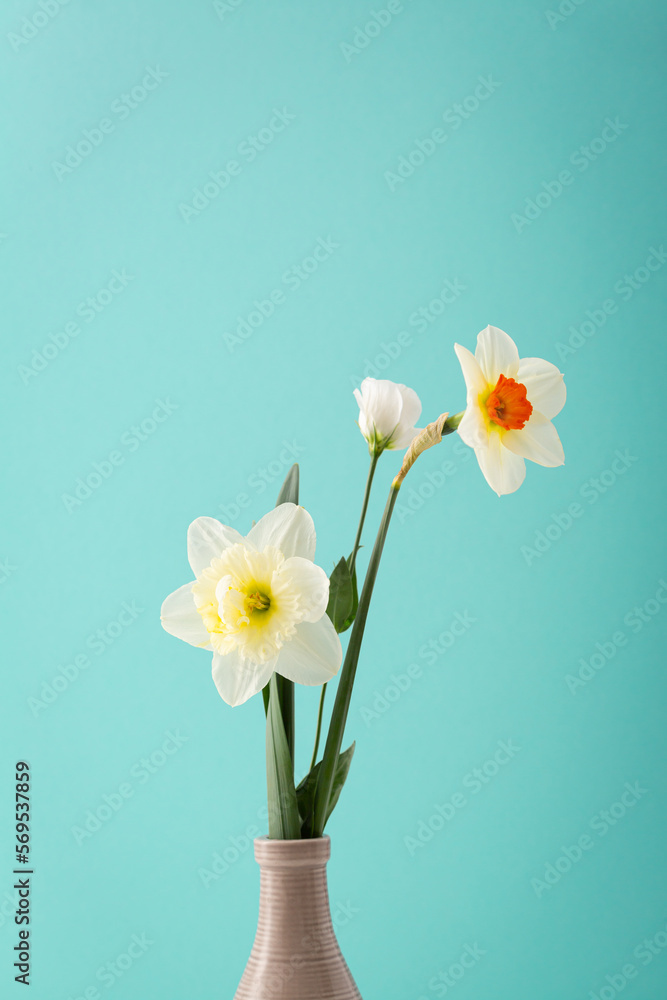 Spring flowers daffodils on mint background Spring flowers daffodils on mint background