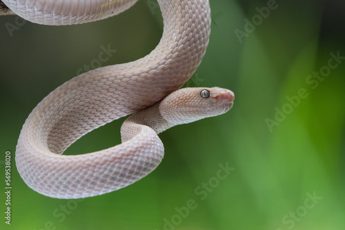 A bright pink mangrove pit viper Trimeresurus purpureomaculatus hanging on a branch edge with coiling position and bokeh background 