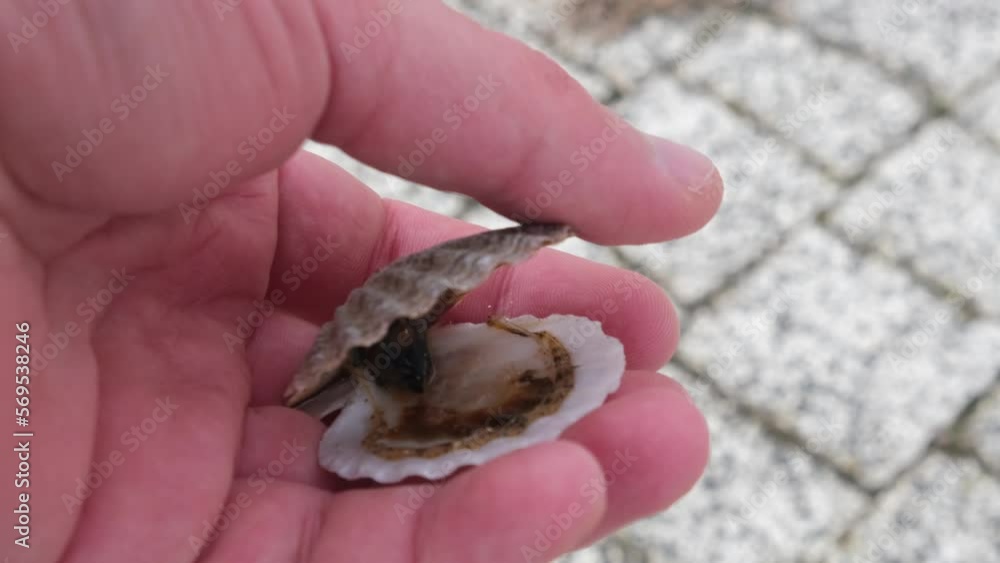hand holding a seashell hand holding a seashell