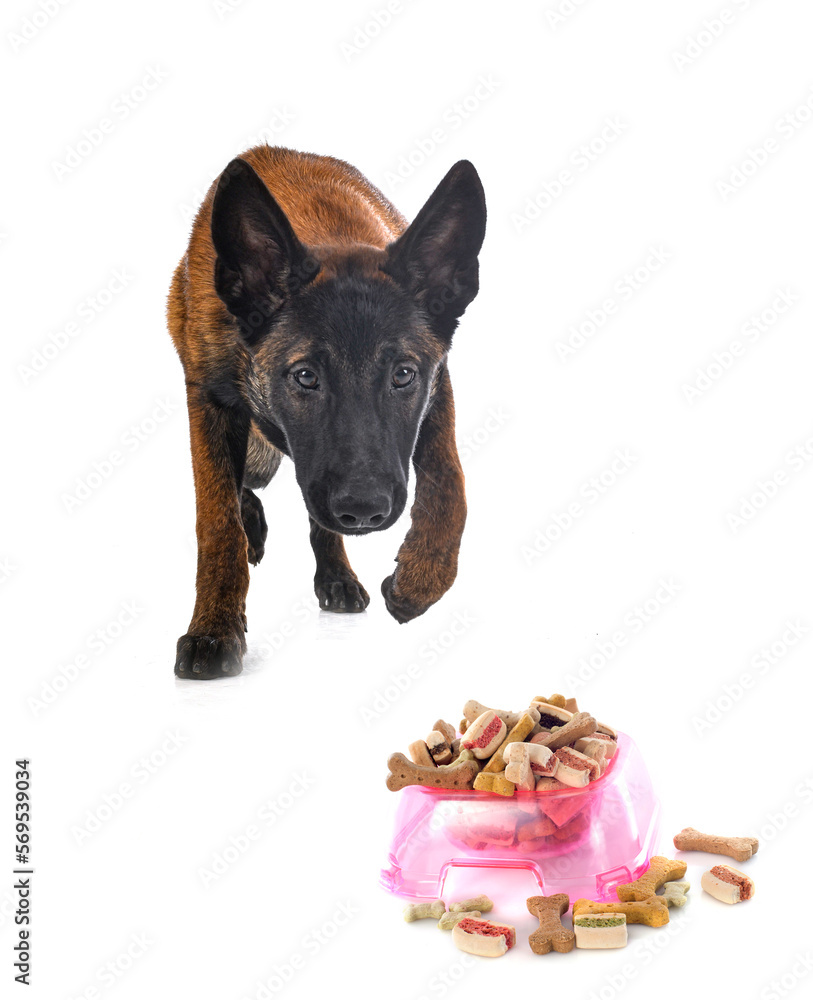 puppy malinois in studio