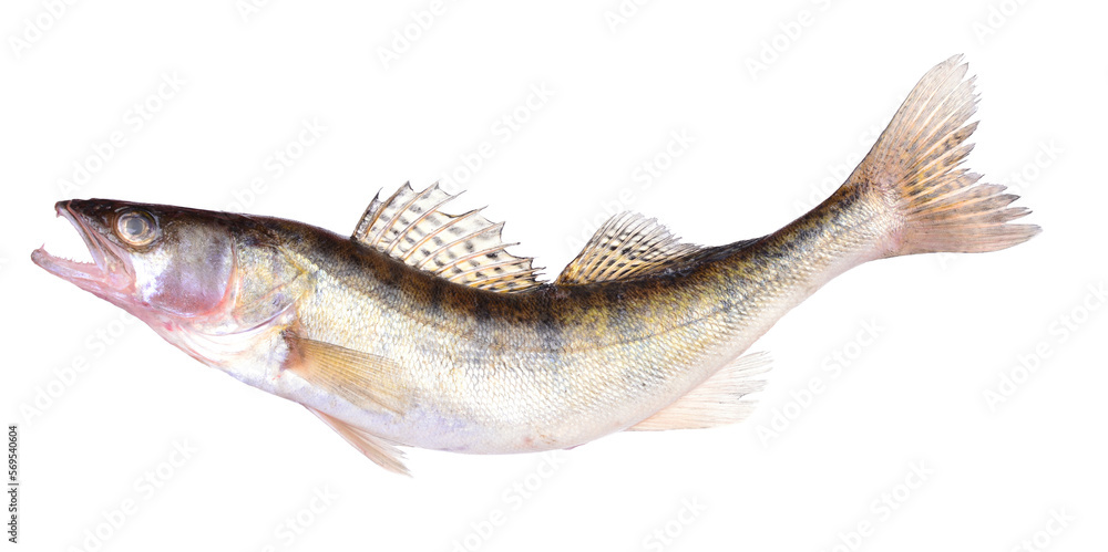 Fish perch on white background Fish perch on white background