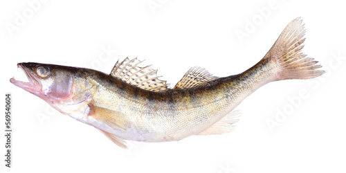 Fish perch on white background