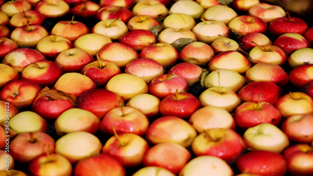 fresh picked apple harvest. The process of washing apples in a fruit production plant, Special bath, packing tub at fruit warehouse. Sorting apples at the factory. food industry fresh picked apple harvest. The process of washing apples in a fruit production plant, Special bath, packing tub at fruit warehouse. Sorting apples at the factory. food industry