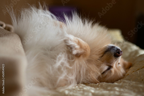 Cute young pomeranian spitz lying on the back and sleeping on the sofa. Blurred background. Close up view.