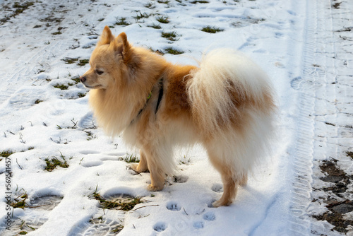 Young pomeranian spitz standing on the snowing road and posing. Winter sunny day. Close up view. © Yurii
